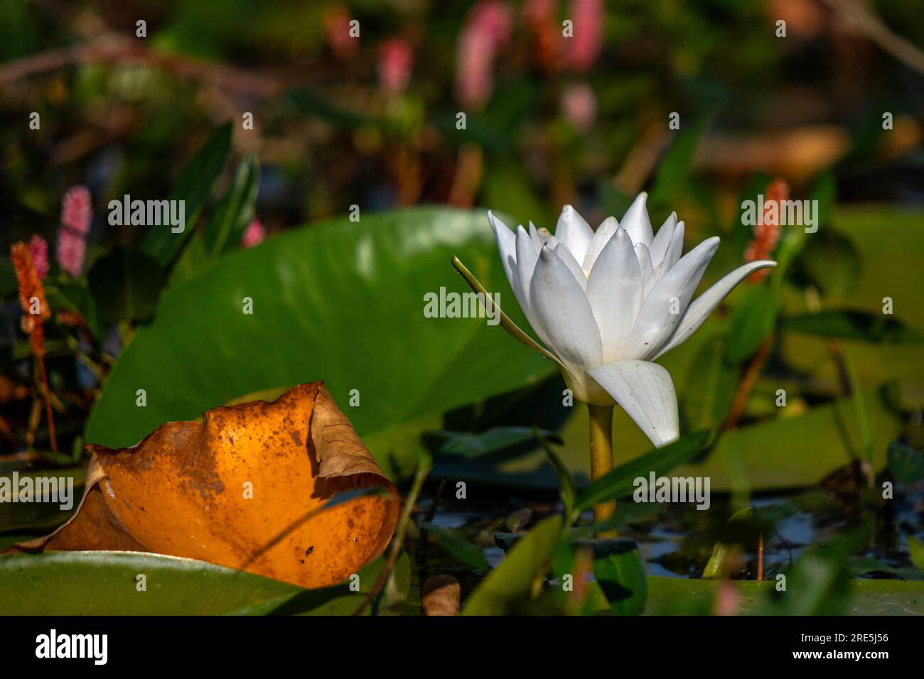 Lotus flowers blooming in June and July in Çivril Işıklı Lake Stock