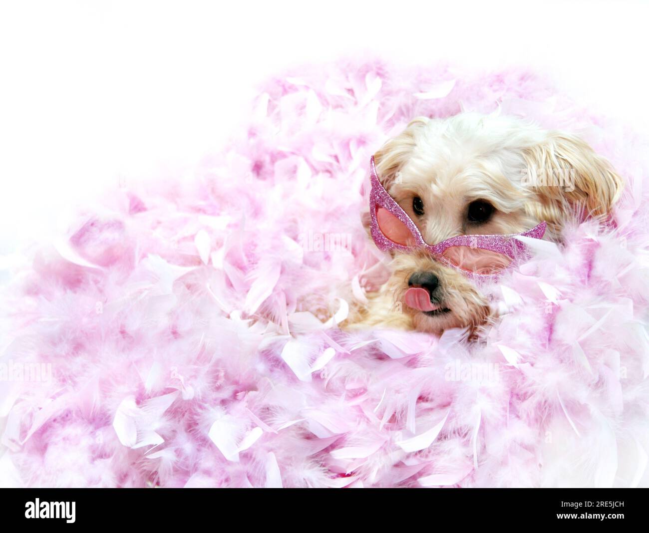 Silkypoo is lounging on a bed of pink boa feathers and wearing her favorite horn-rimmed sunglasses in pink.  She is licking her lips waiting to be ser Stock Photo