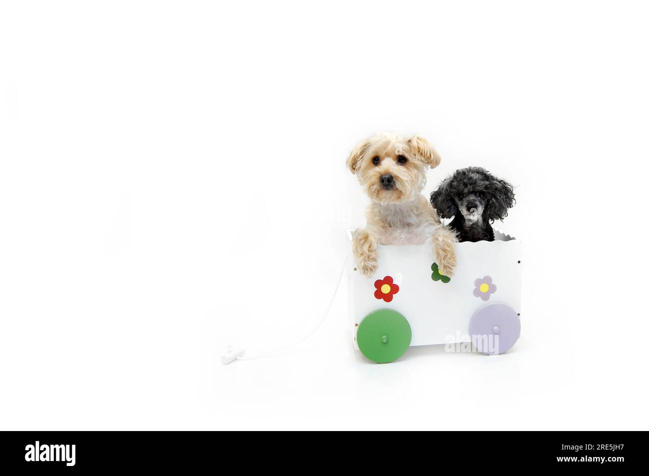 A Silky Poo and a Poodle share the space inside a white, wooden wagon.  The Silky Poo is the product of mixing a silky terrier with a poodle. Stock Photo