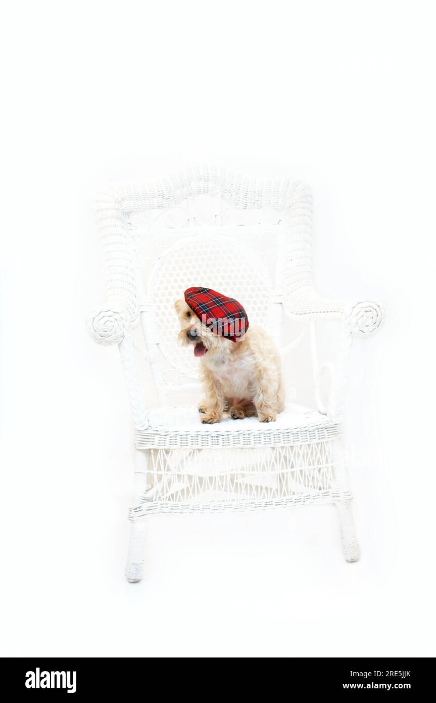 Adorable Silkypoo, silky terrier and poodle mix, sits on a white wicker chair in an all white room.  She is wearing a red plaid tam. Stock Photo
