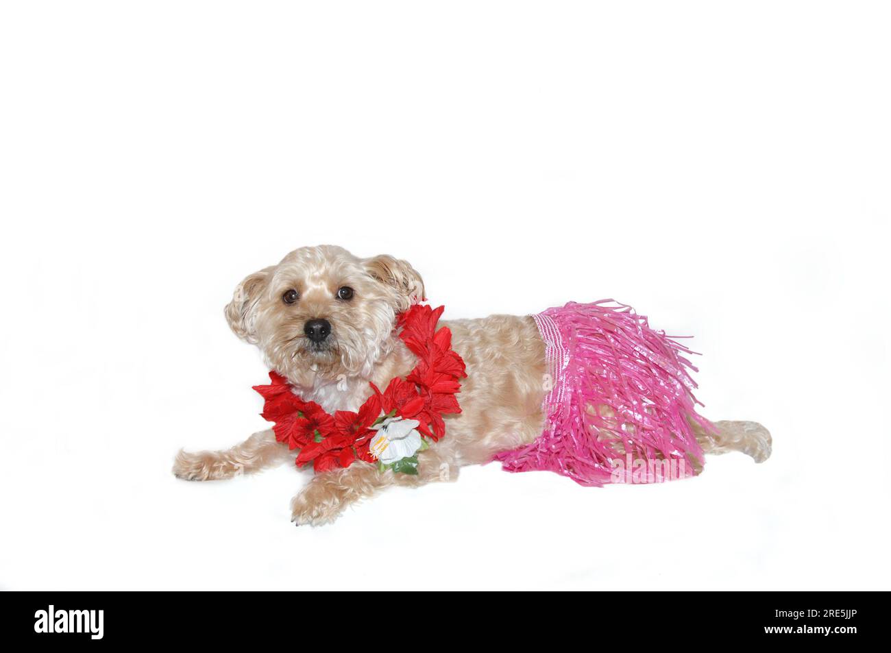 Silky poo dog wears a pink grass skirt and red Hawaiian lei.  She lays in an all white room. Stock Photo