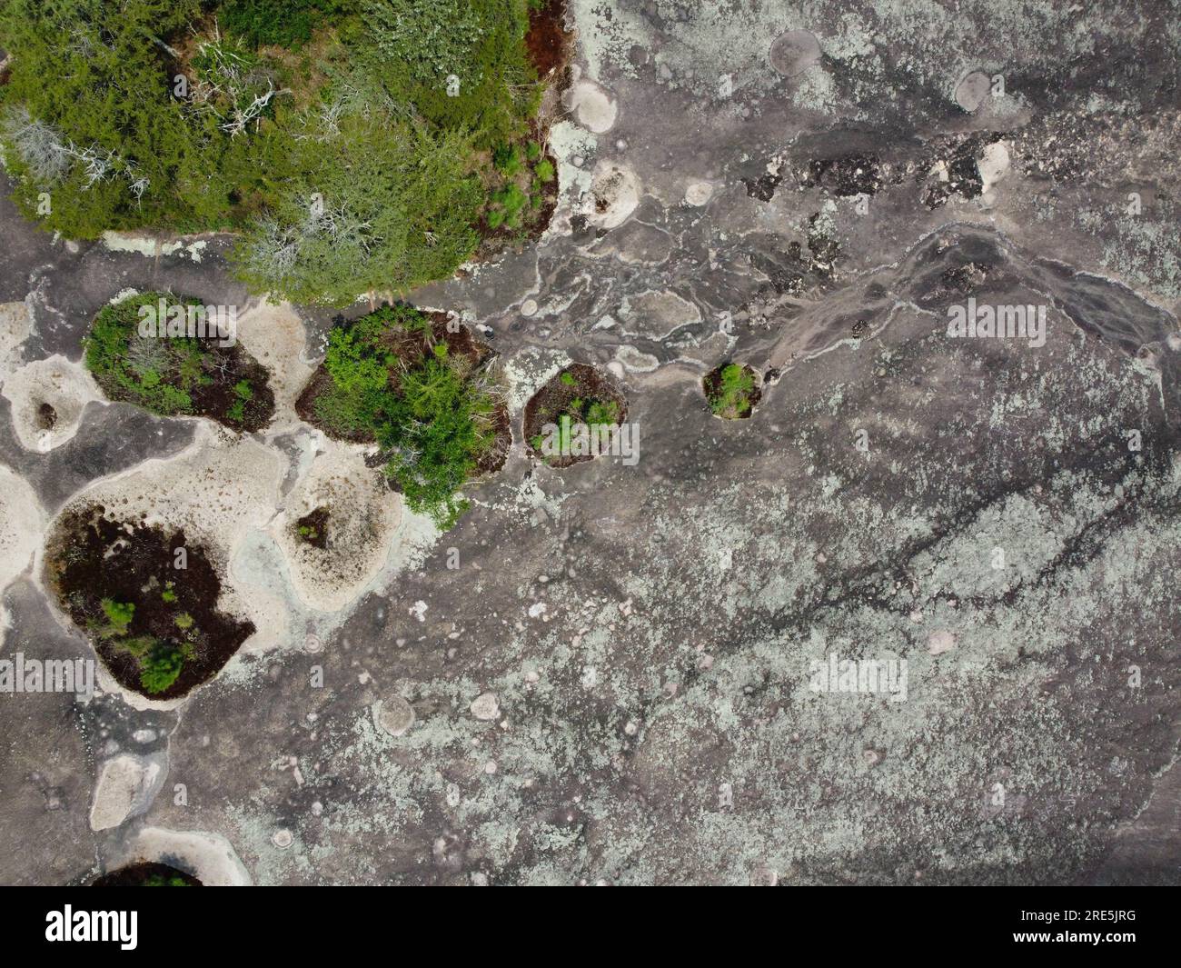 Moss and lichen cover outcrop at 40 acre rock in Kershaw, South