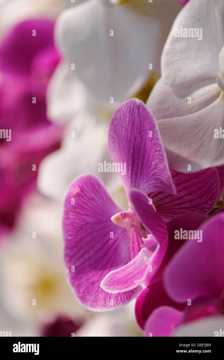 Brilliant pink and white orchids in sunshine Stock Photo