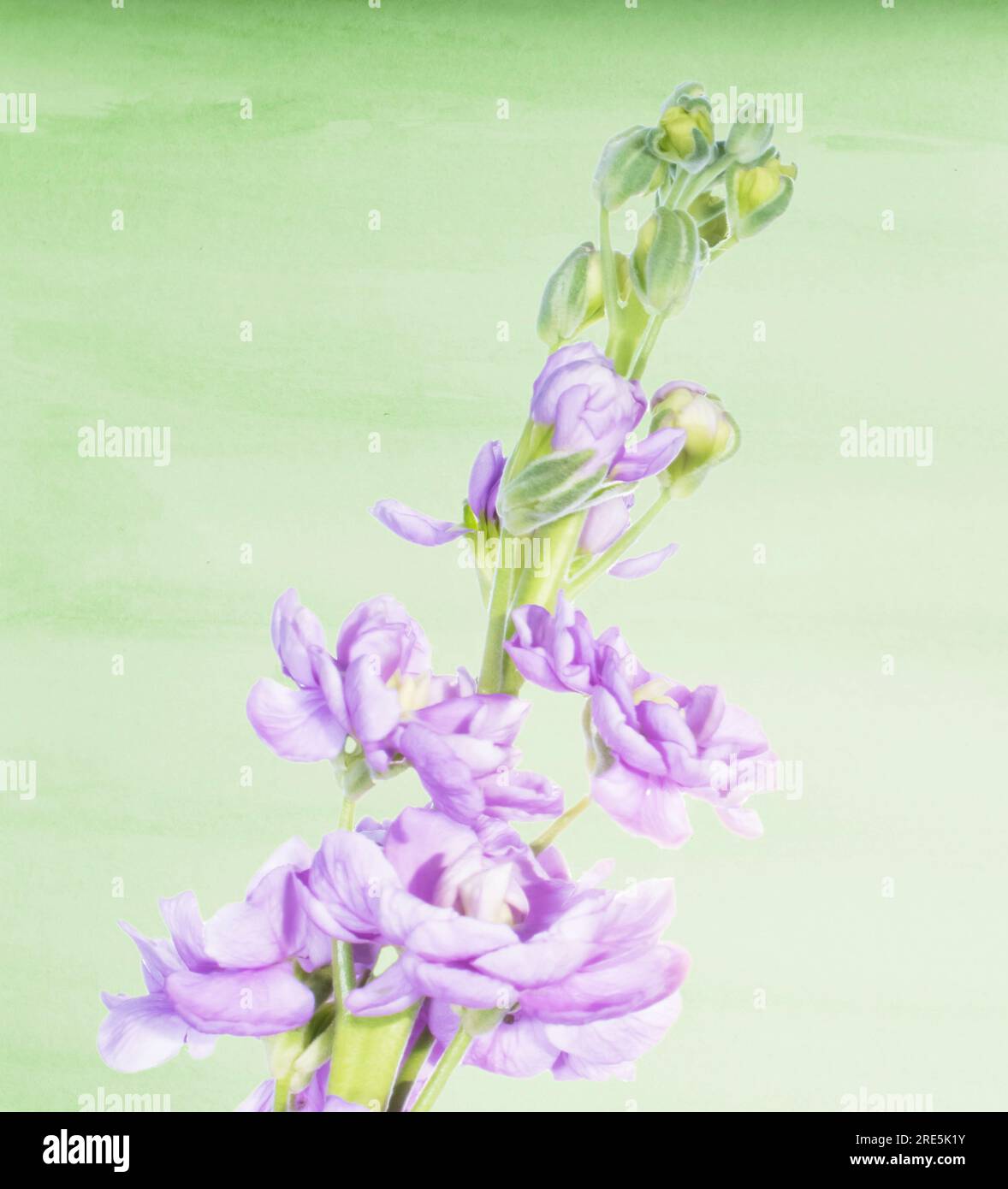 A high key delicate purple blooming flower on a pastel green texture background Stock Photo