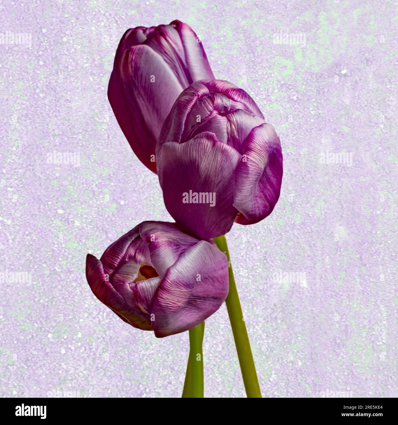 Three Red Tulips on a grainy purple texture background Stock Photo