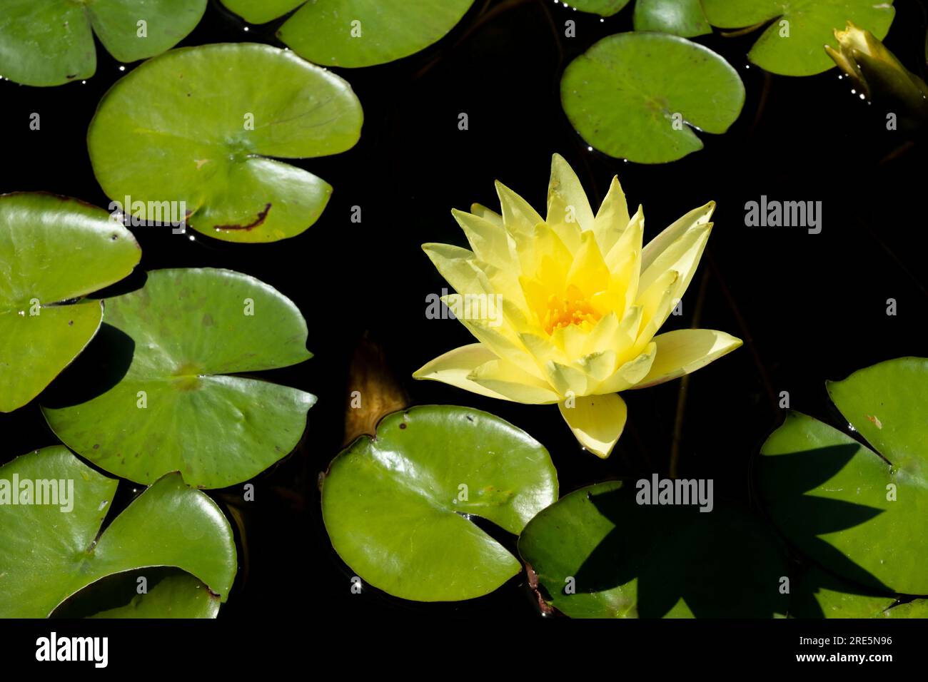 Mexicana water lily Stock Photo