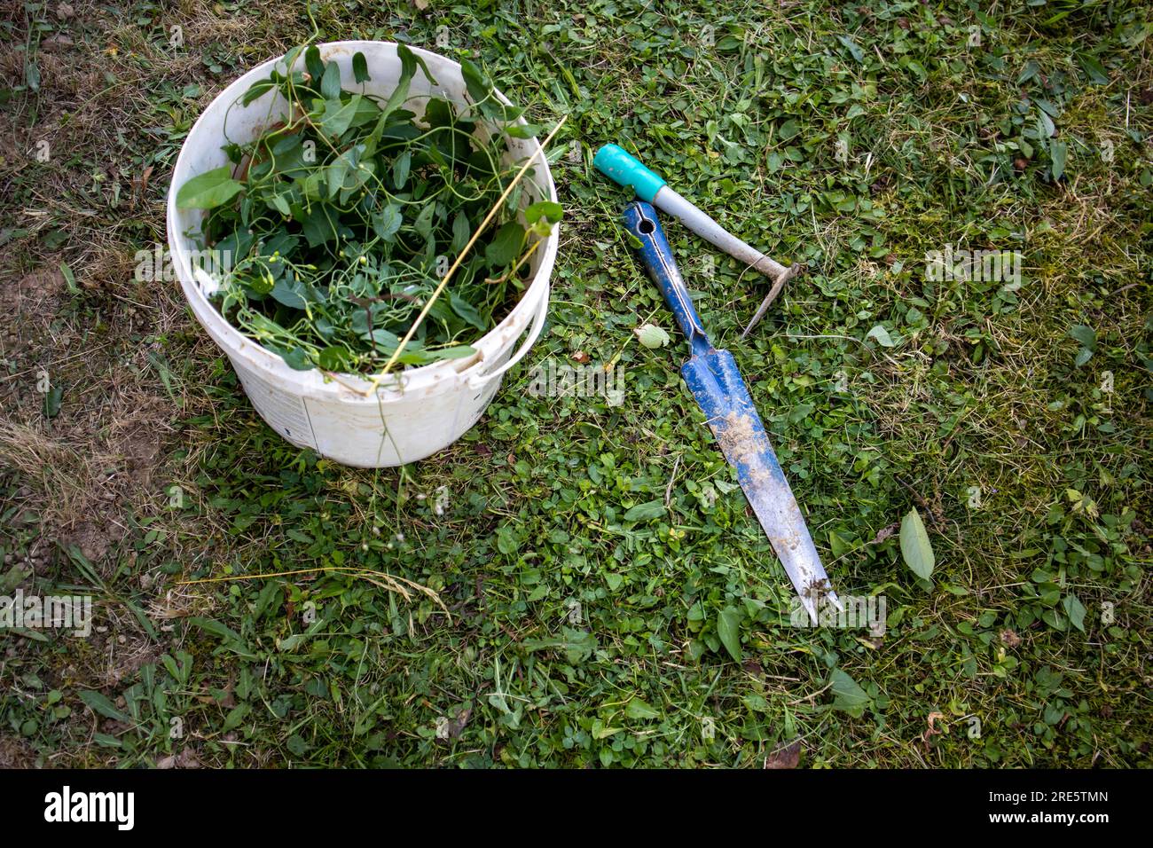 Metal tools and a bucket with weeds Stock Photo