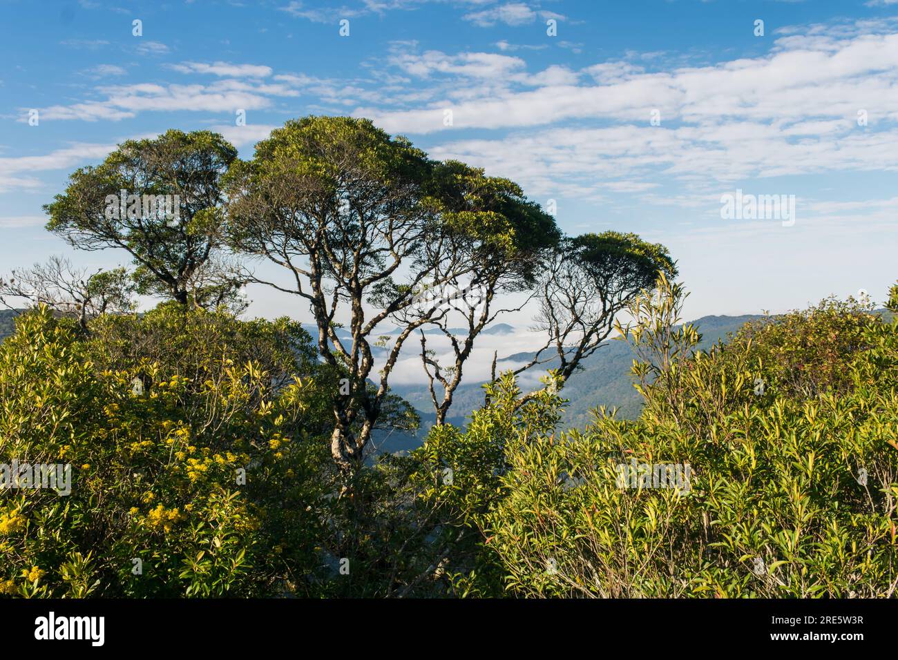 Mountain valley viewed through trees at Ronda Municipal Park in Sao Francisco de Paula, South of Brazil Stock Photo