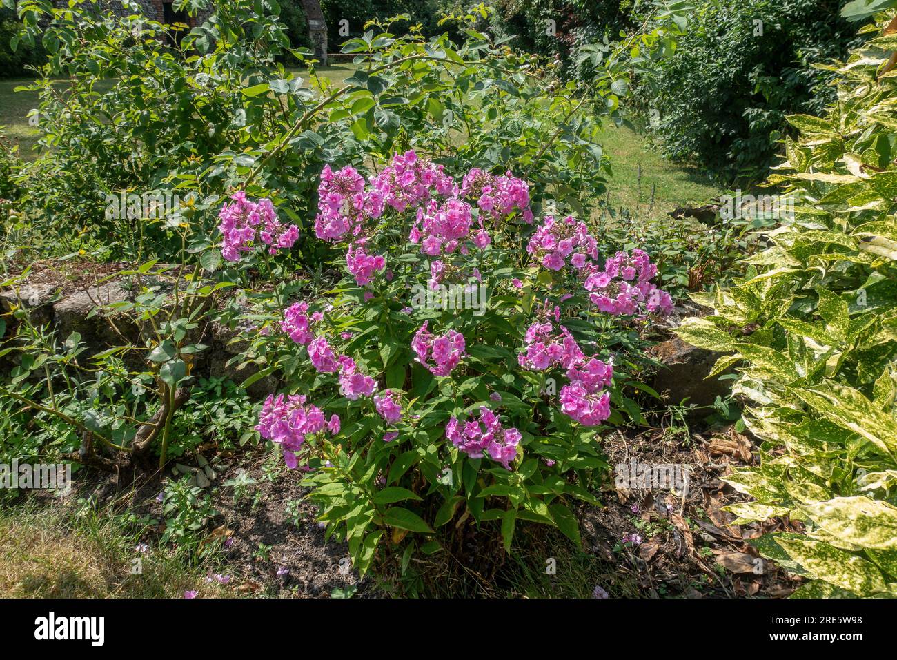 Garden Phlox,Pink,Ornamental Plant Stock Photo