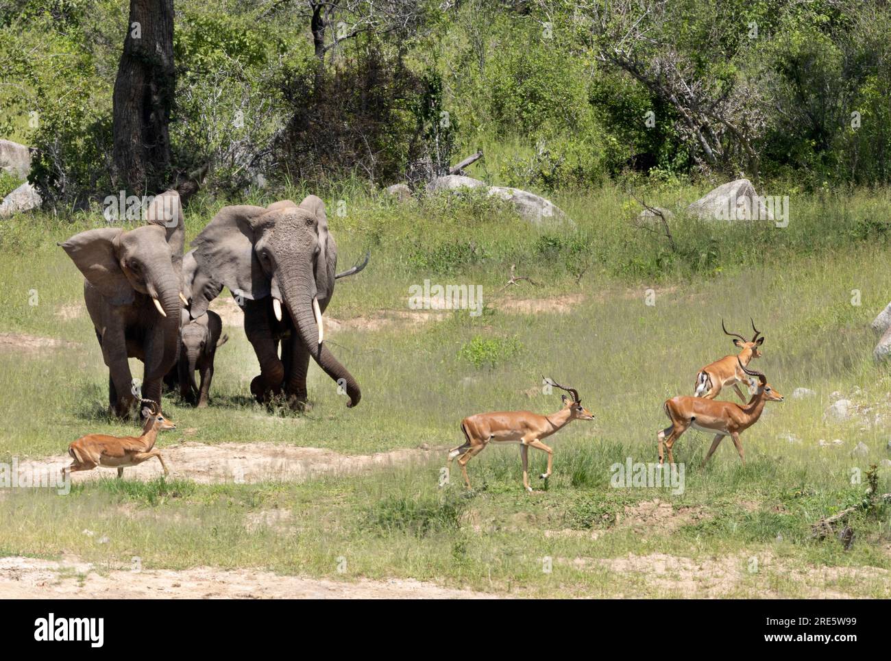 A small family group of Elephant saunter down to the Ruaha River sending a bachelor group of Impalas skittering out of their way. Stock Photo