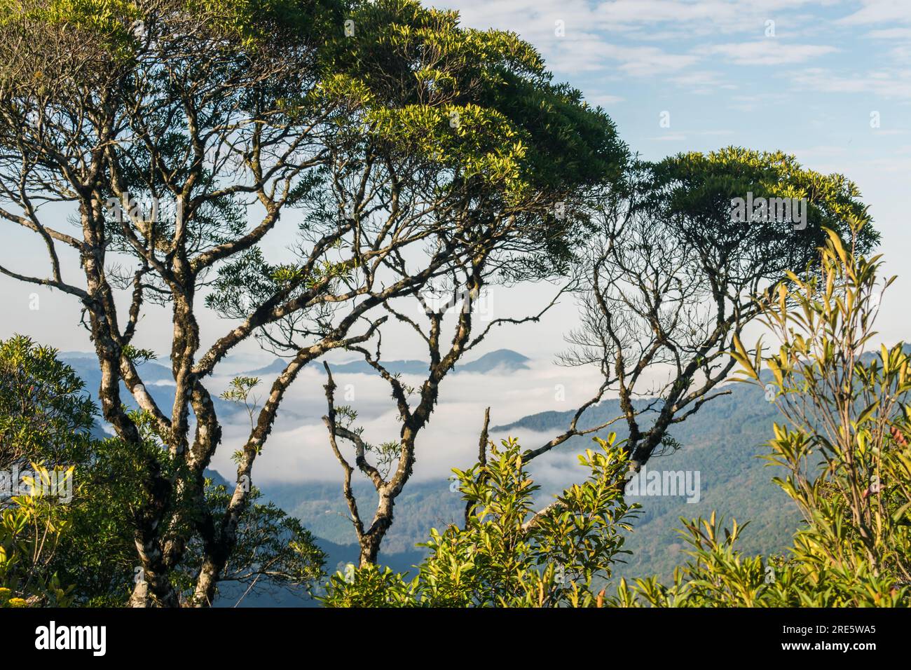 Mountain valley viewed through trees at Ronda Municipal Park in Sao Francisco de Paula, South of Brazil Stock Photo