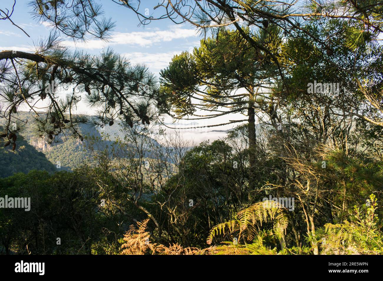 Mountain valley viewed through the branches of an Araucaria tree at Ronda Municipal Park in Sao Francisco de Paula, South of Brazil Stock Photo