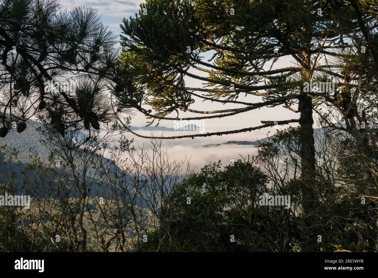 Mountain valley viewed through the branches of an Araucaria tree at Ronda Municipal Park in Sao Francisco de Paula, South of Brazil Stock Photo