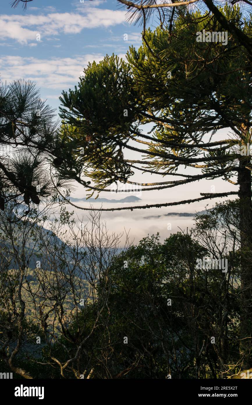 Mountain valley viewed through the branches of an Araucaria tree at Ronda Municipal Park in Sao Francisco de Paula, South of Brazil Stock Photo