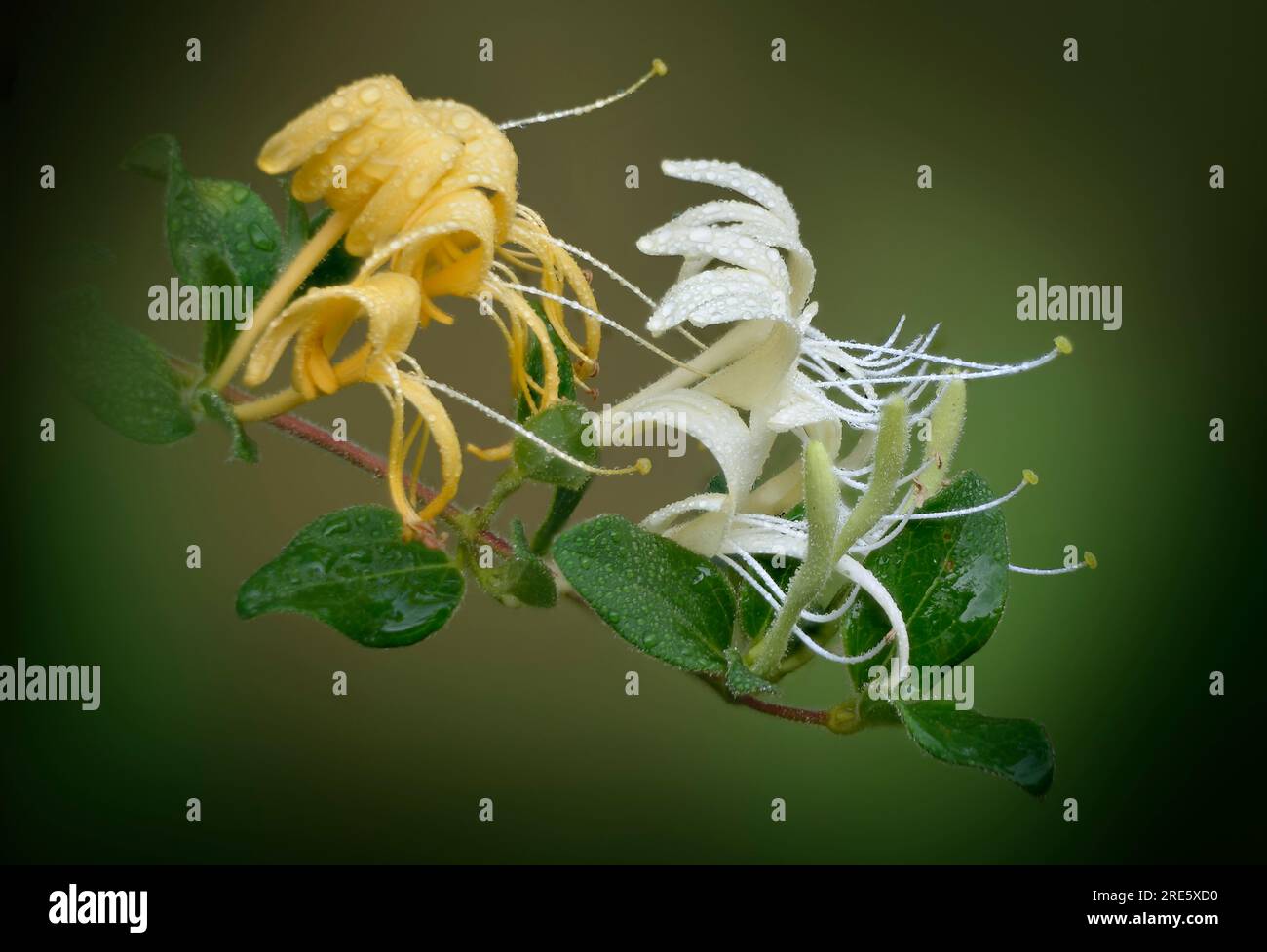 Japanese honeysuckle (Lonicera japonica) a woody vining plant common in