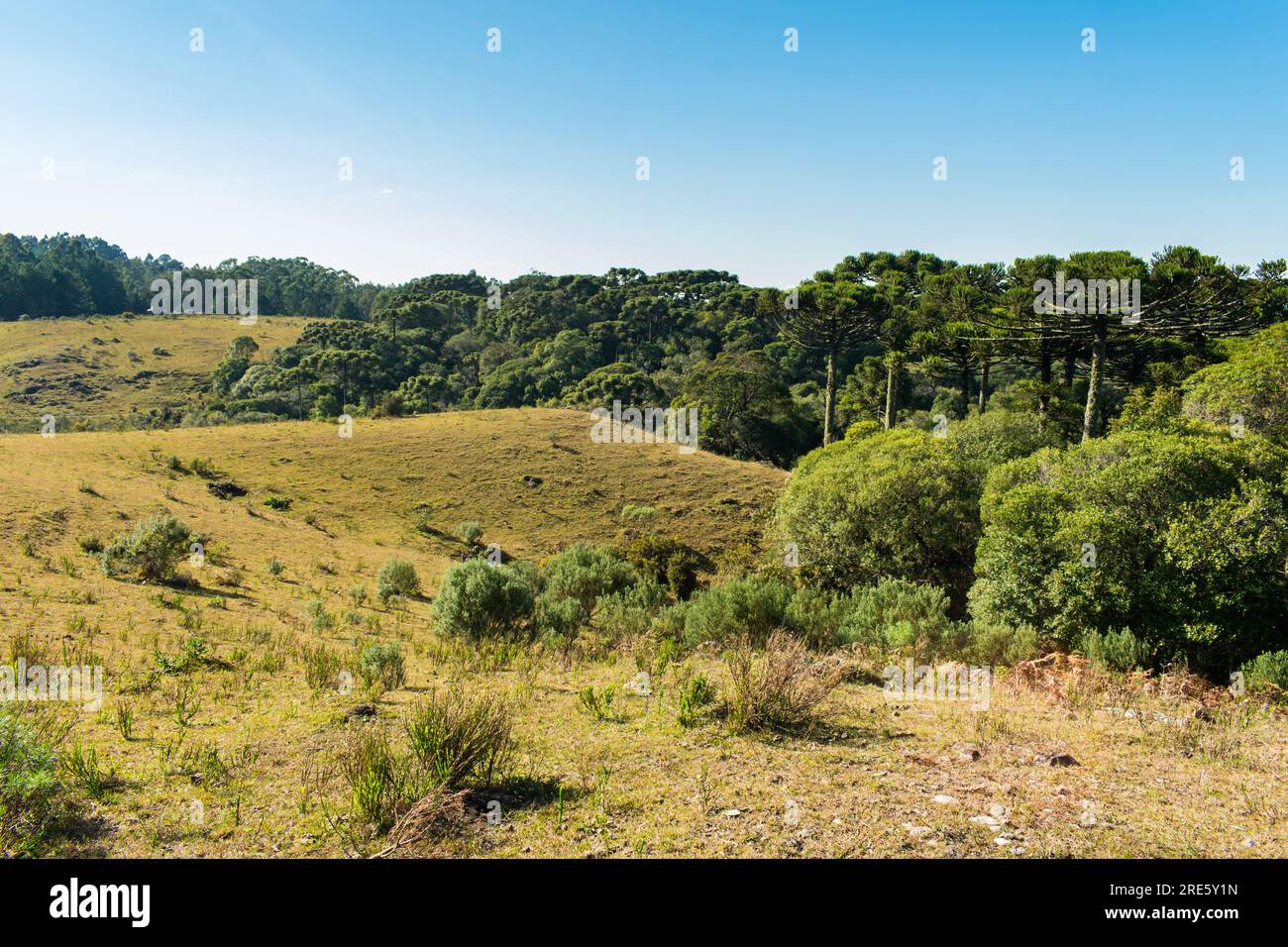 Hilly landscape at Parque da Ronda in Sao Francisco de Paula, South of Brazil Stock Photo
