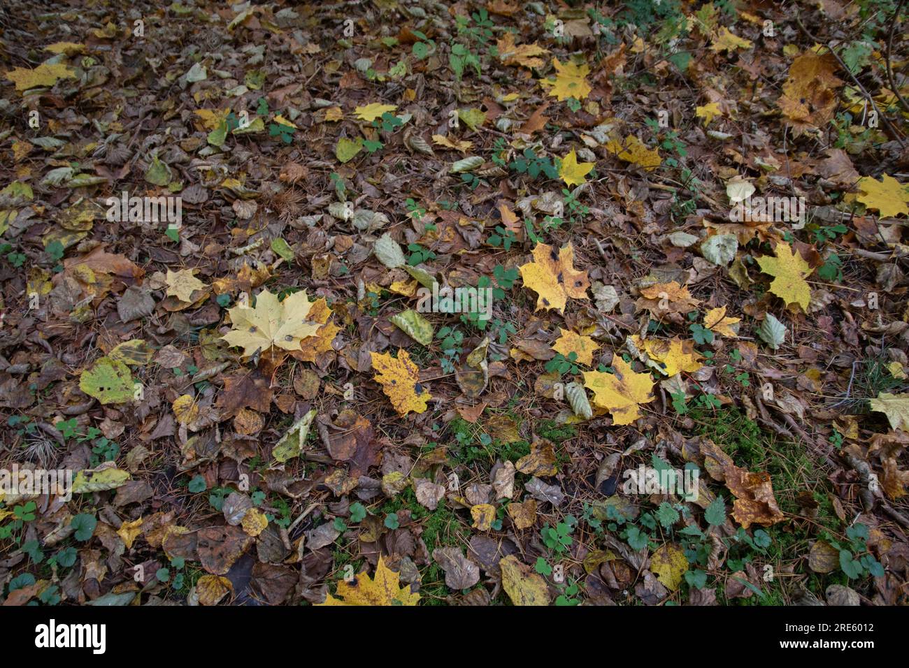 photo colorful autumn leaves fallen from trees lie on the grass in the ...