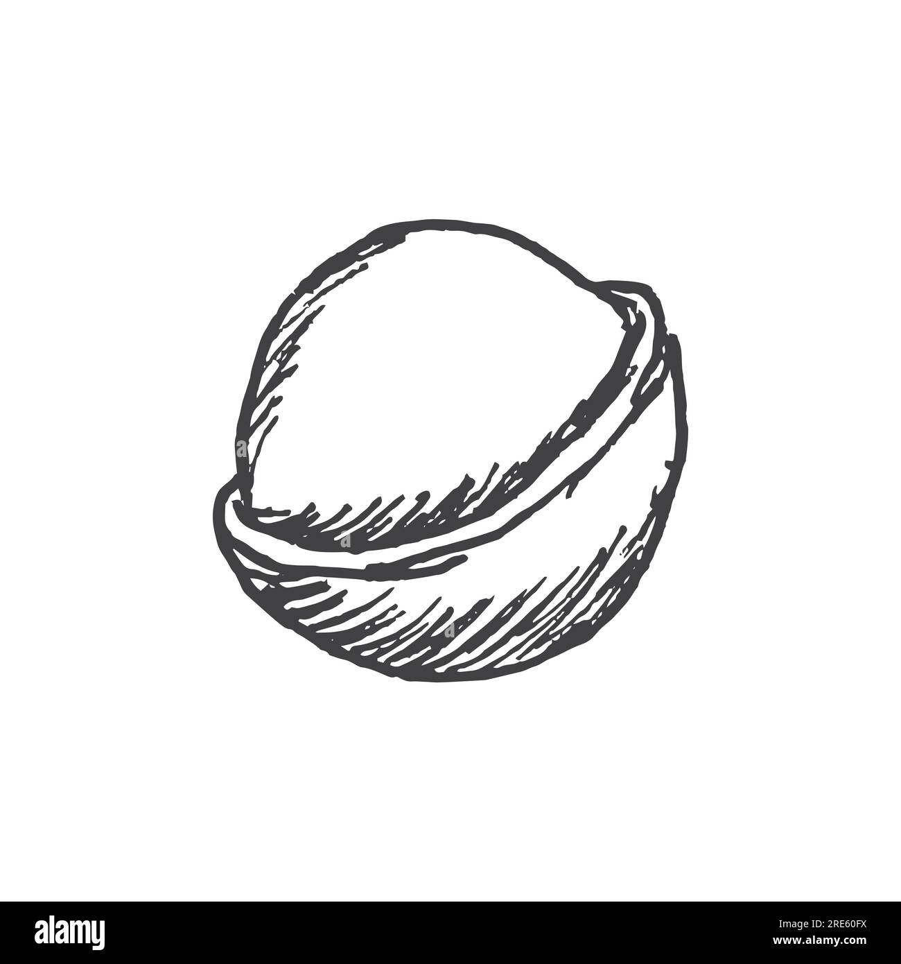 Macadamia nut illustration hand drawn. Vector illustration isolated