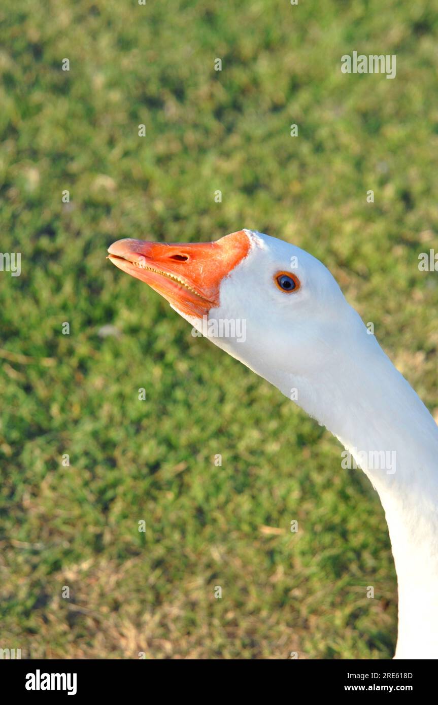White goose, with blue eyes, angrily watches camera. Goose is outdoors