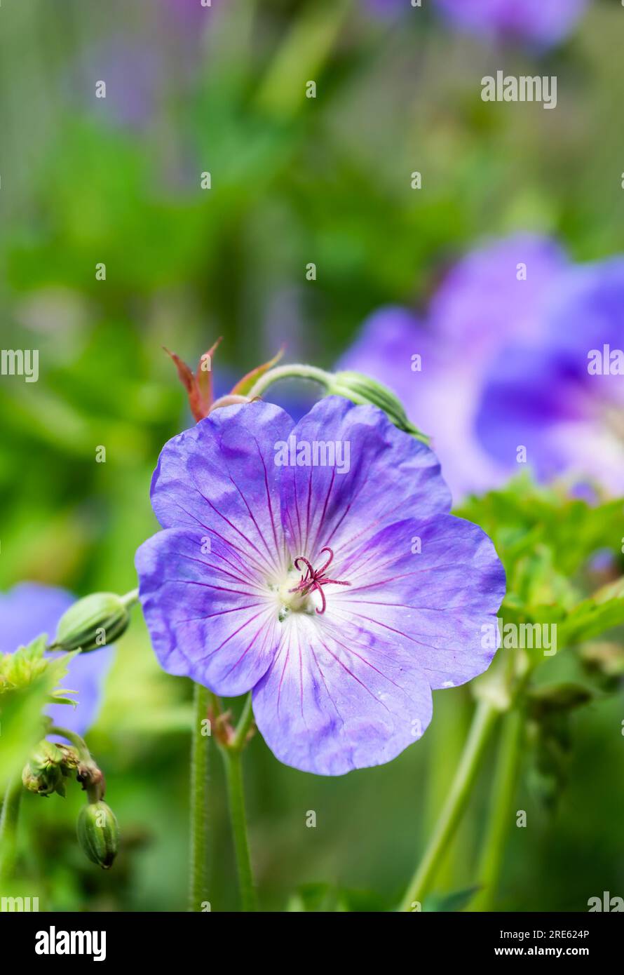 Closeup of single Hardy Geranium 'Rozanne' (Cranesbill) flower, AKA Crane's Bill 'Rozanne', growing in Summer in July in a garden in England, UK. Stock Photo