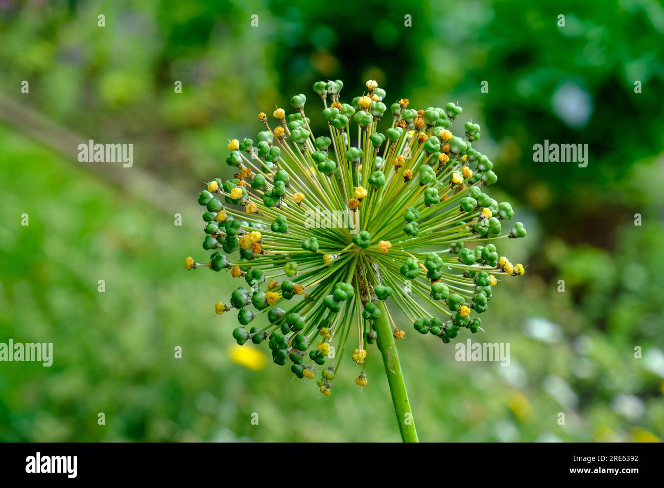 Showy Persian Onion, its scientific name is Allium rosenbachianum Stock Photo