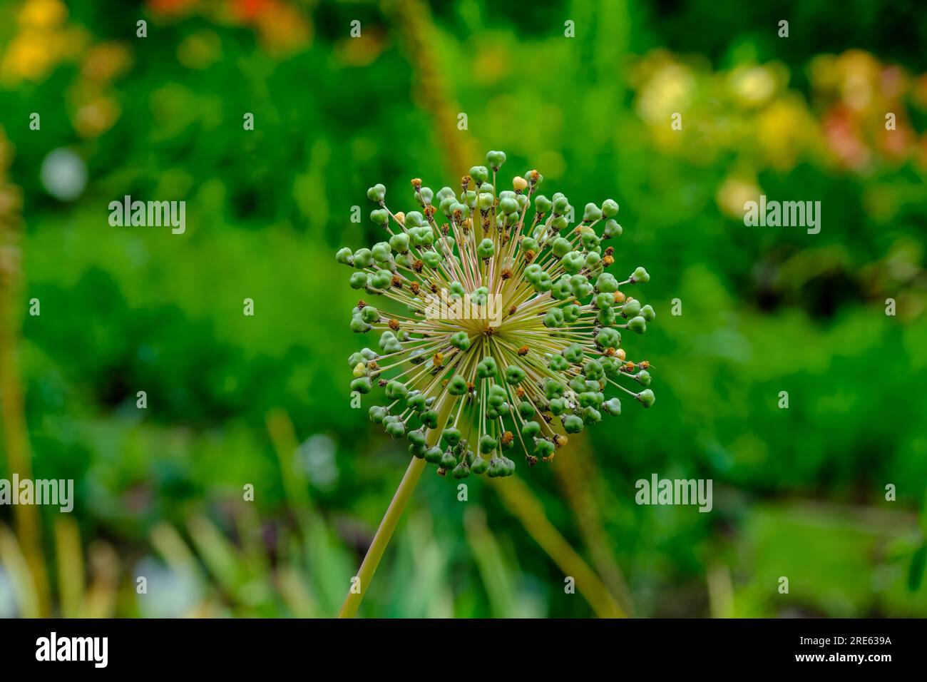 Showy Persian Onion, its scientific name is Allium rosenbachianum Stock Photo