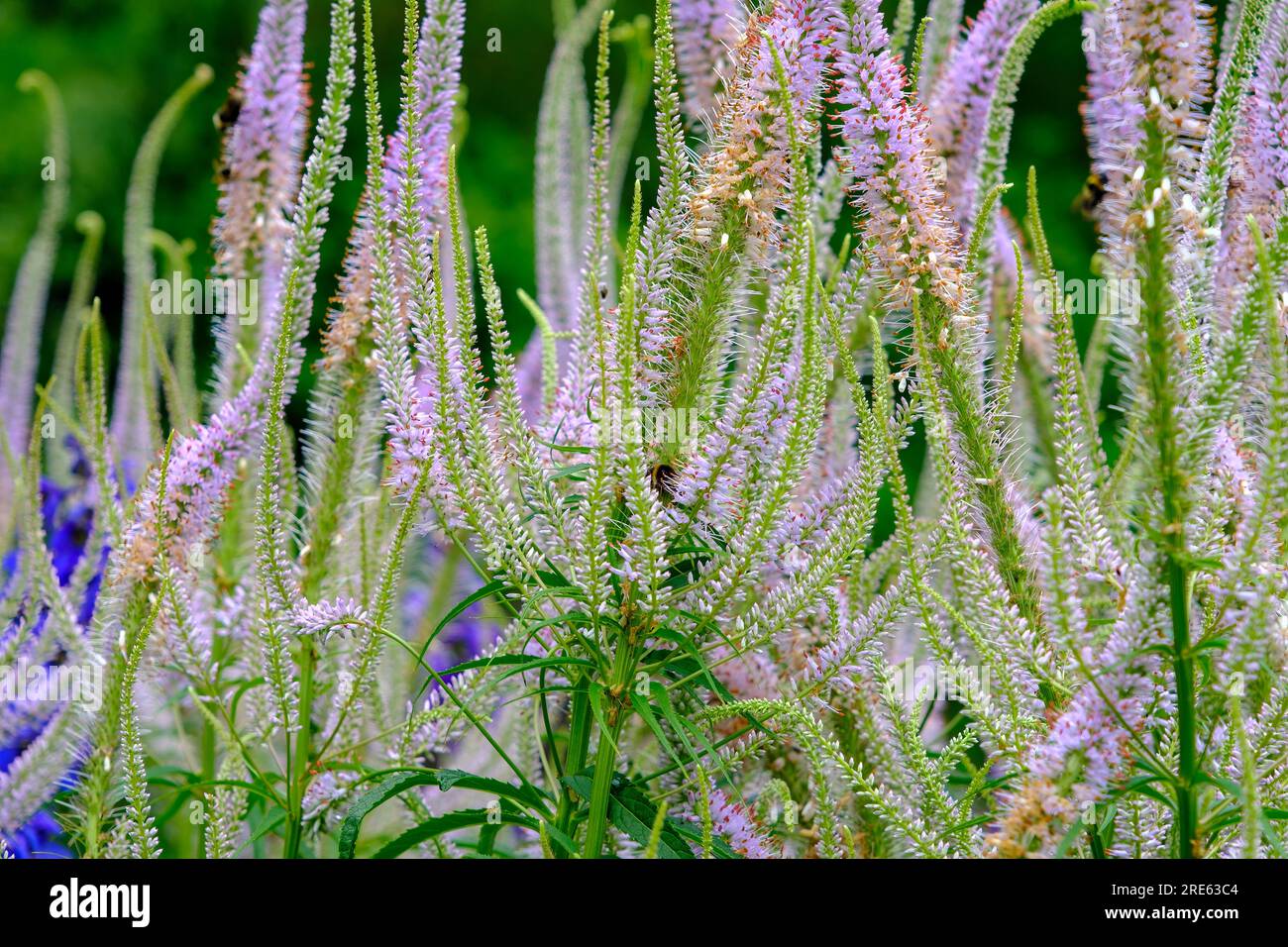 Veronicastrum virginicum 'Adoration' blooming in springtime Stock Photo