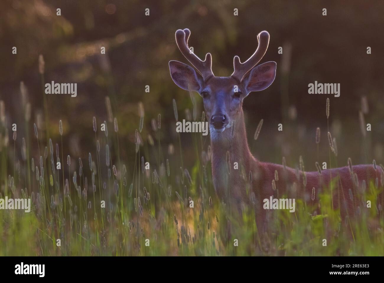 6 Point Buck Hi-res Stock Photography And Images - Alamy