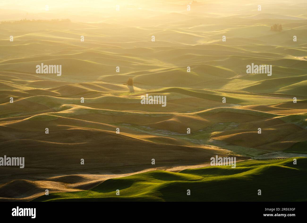 Aerial view of rolling hills in early morning light, seen from Steptoe Butte. Steptoe Butte State Park, Washington, USA. Stock Photo