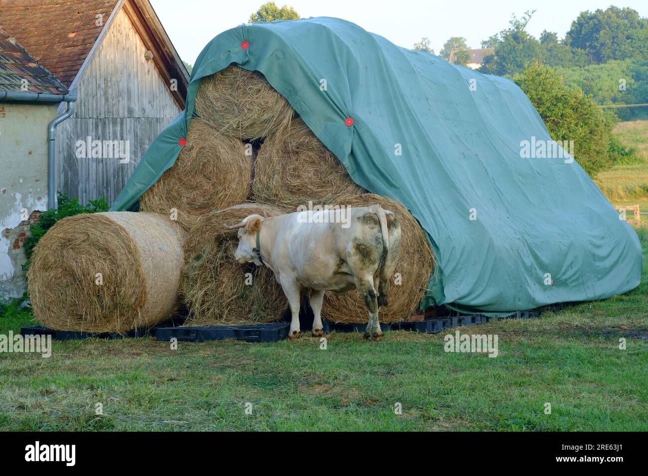 dairy cow standing in field eating hay from end of stacked bale zala county hungary Stock Photo
