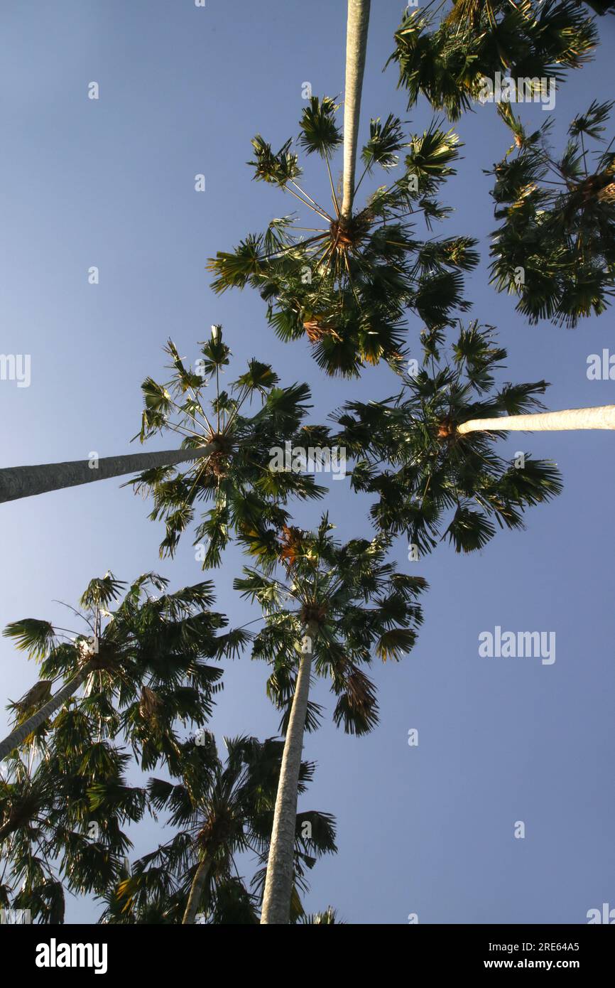 Blue sky green palm trees hi-res stock photography and images - Alamy