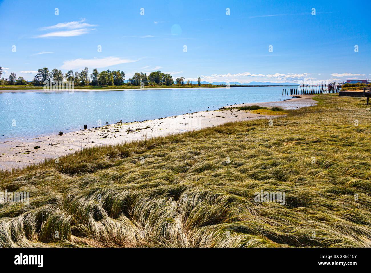 Marsh grass and wooden pilings along the Steveston waterfront at low tide Stock Photo