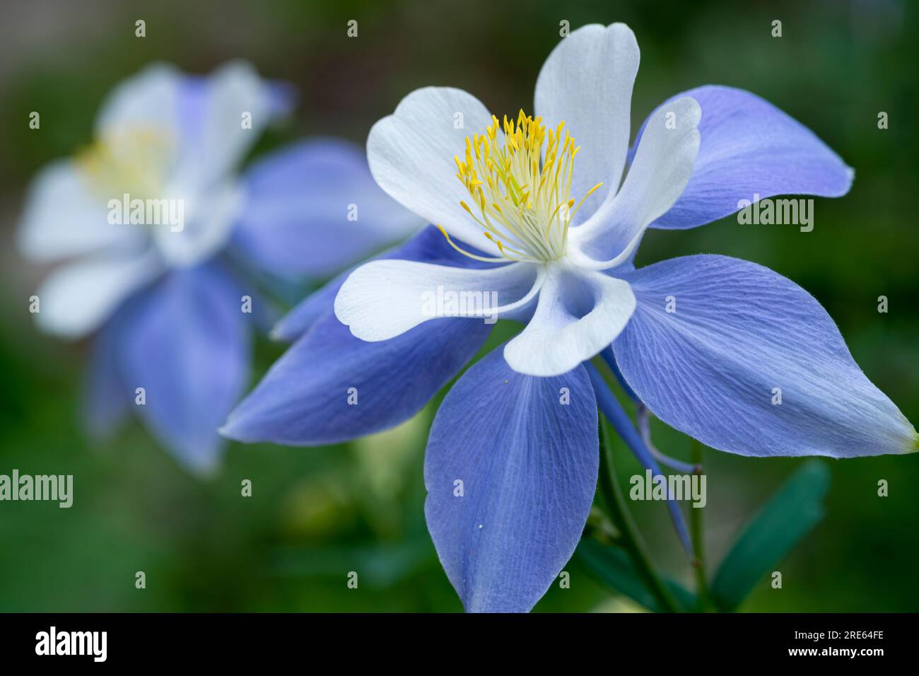 A Colorado blue columbine (Aquilegia coerulea) flower on the Green Mountain Trail in Rocky Mountain National Park. Stock Photo