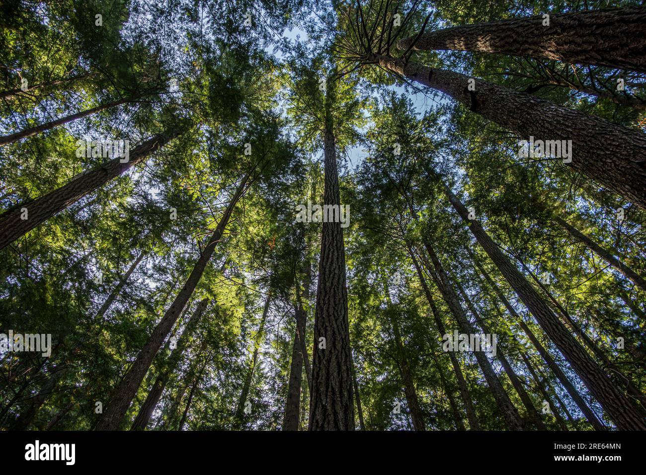 Tall trees in Strathcona Provincial Park on Vancouver Island, British Columbia, Canada. Stock Photo