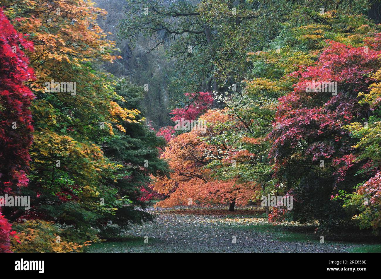 Westonbirt Arboretum Autumn Hi res Stock Photography And Images Alamy Westonbirt Arboretum Autumn Hi res Stock Photography And Images Alamy