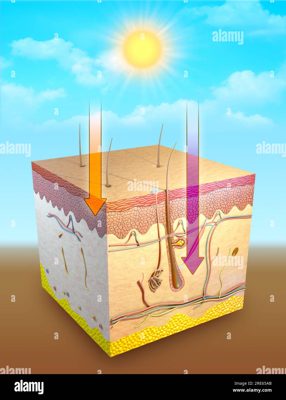 Ultraviolet radiation diagram