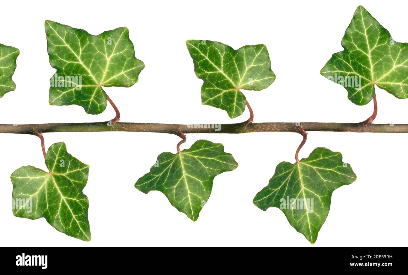 Seamless repeating pattern of English Ivy leaves. Stock Photo
