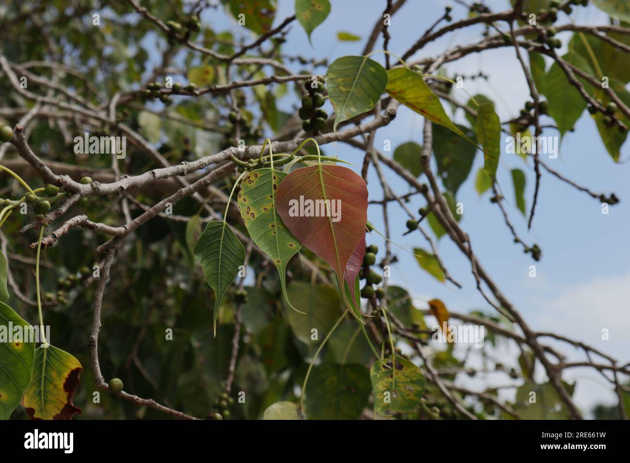 View of a Sacred Fig twig (Ficus Religiosa) bearing with old and freshly growing leaves Stock Photo