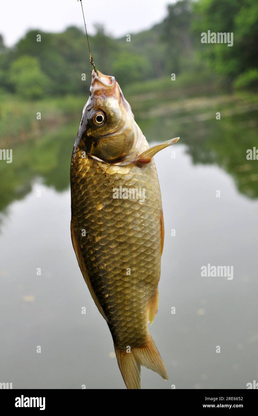 The crucian was caught on a fishing hook Stock Photo
