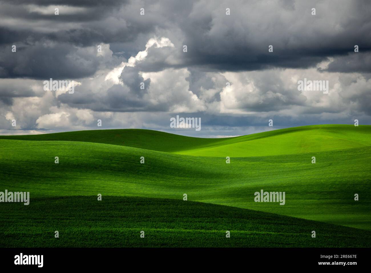 Green fields and low, gray clouds in early summer. Whitman County, Washington, USA. Stock Photo