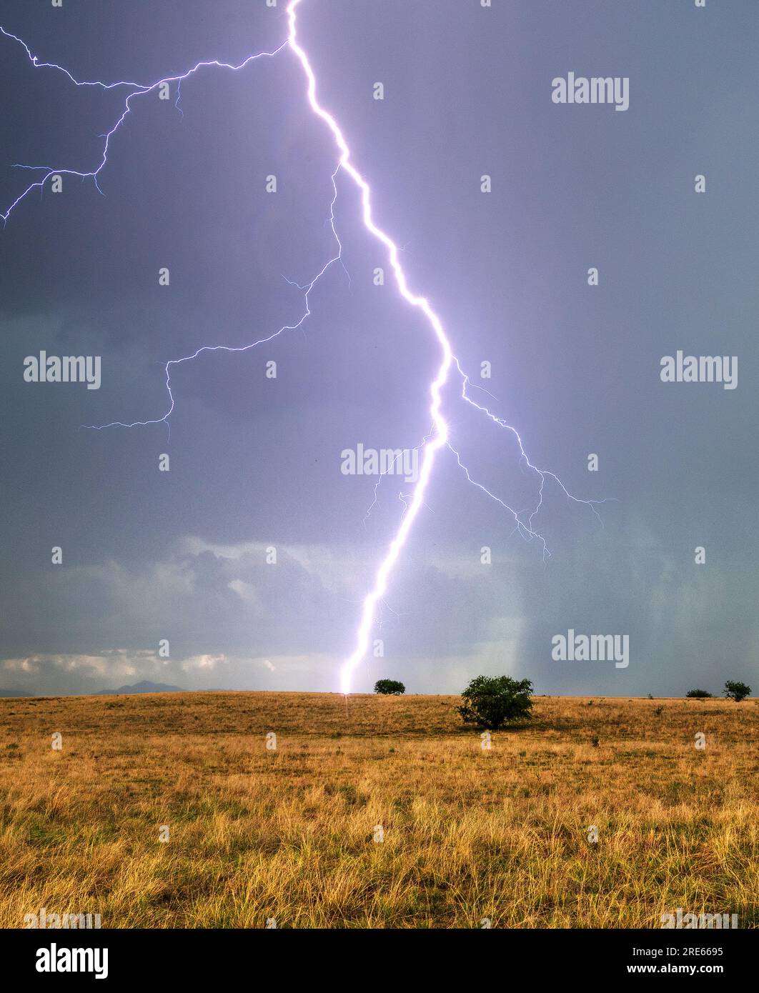 Lightning from a monsoon storm dwarfs mature mesquite trees on the grasslands of Las Cienegas National Conservation Area, Sonoita, Arizona, USA Stock Photo