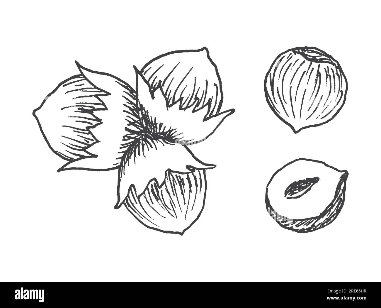 Set of detailed hand drawn hazelnuts isolated on white background. Stock Vector