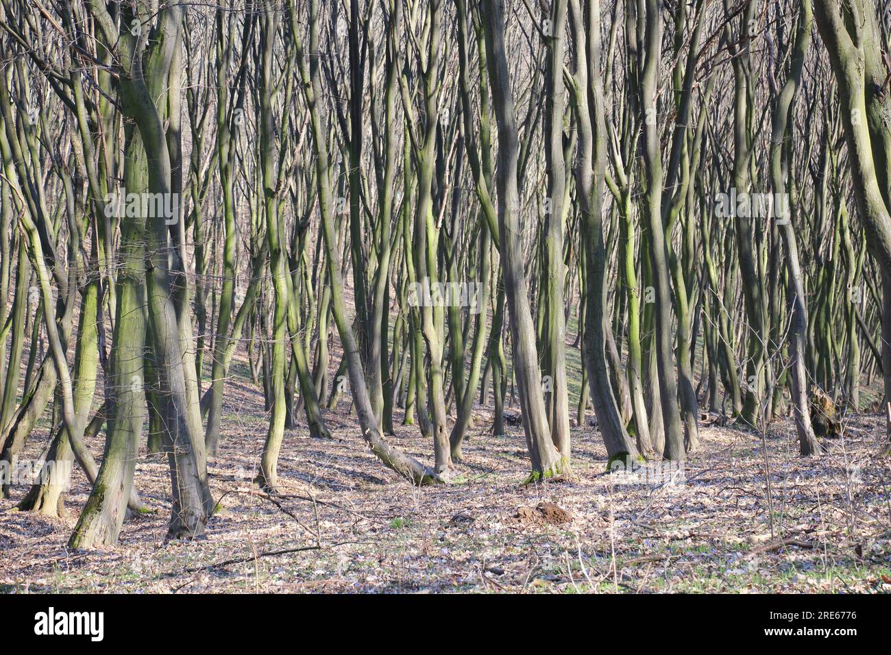 Hornbeam trees mature wood grow in the forest Stock Photo Alamy
