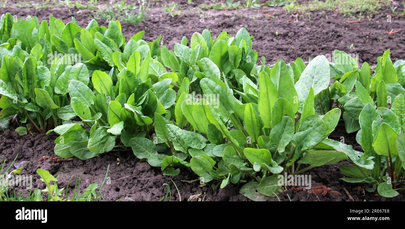 Sorrel grows in open organic soil in the garden Stock Photo