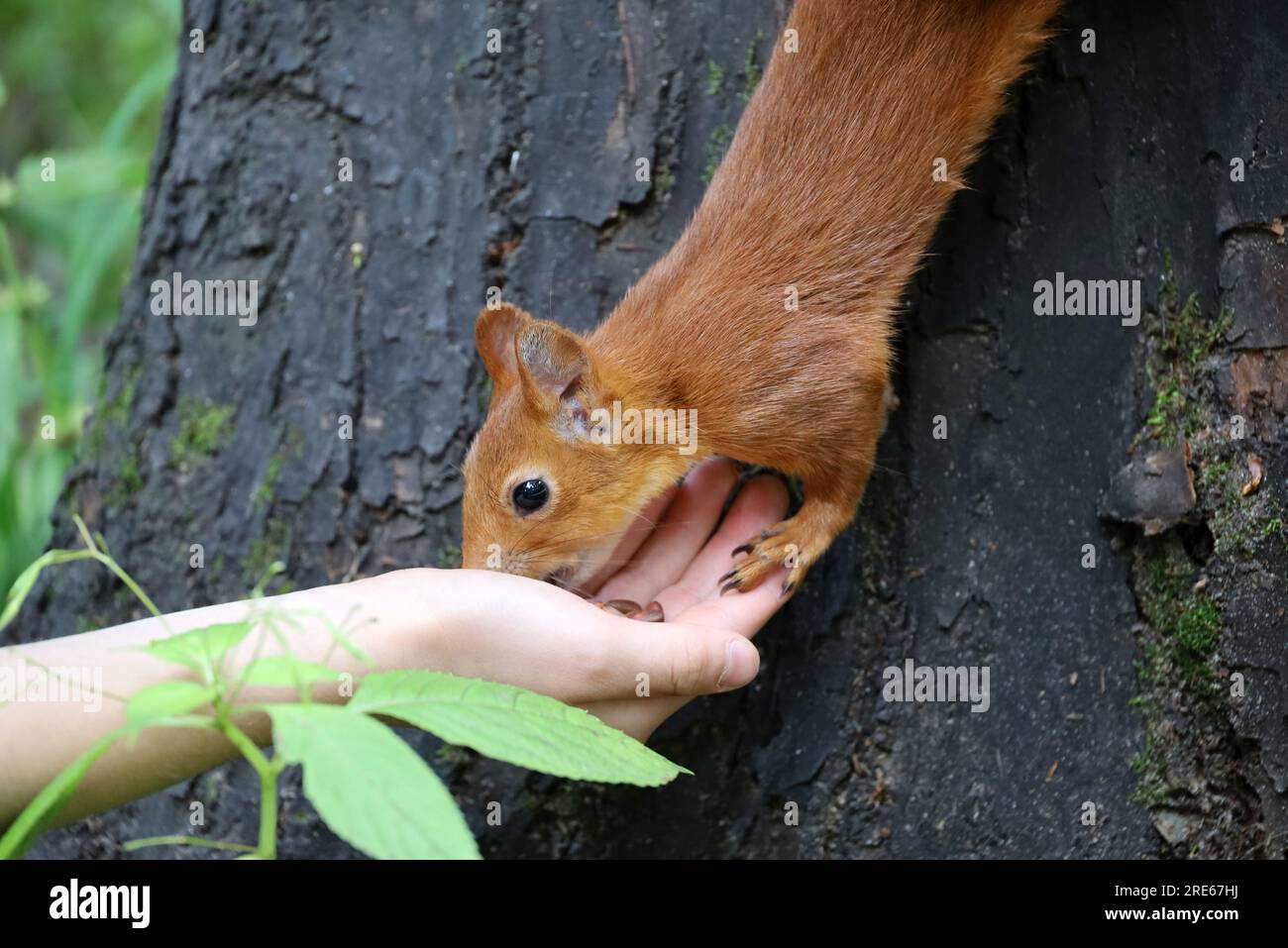Squirrel takes a nut out of a human hand. Feeding wild animals in a summer park, hungry squirrel on the tree trunk, trust and care concept Stock Photo