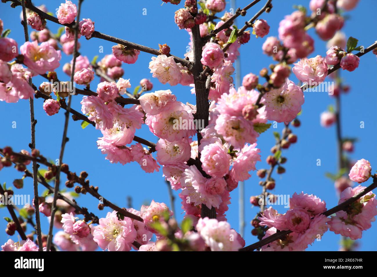 Ornamental plant three-lobed almond (Prunus triloba) blooms in the garden Stock Photo