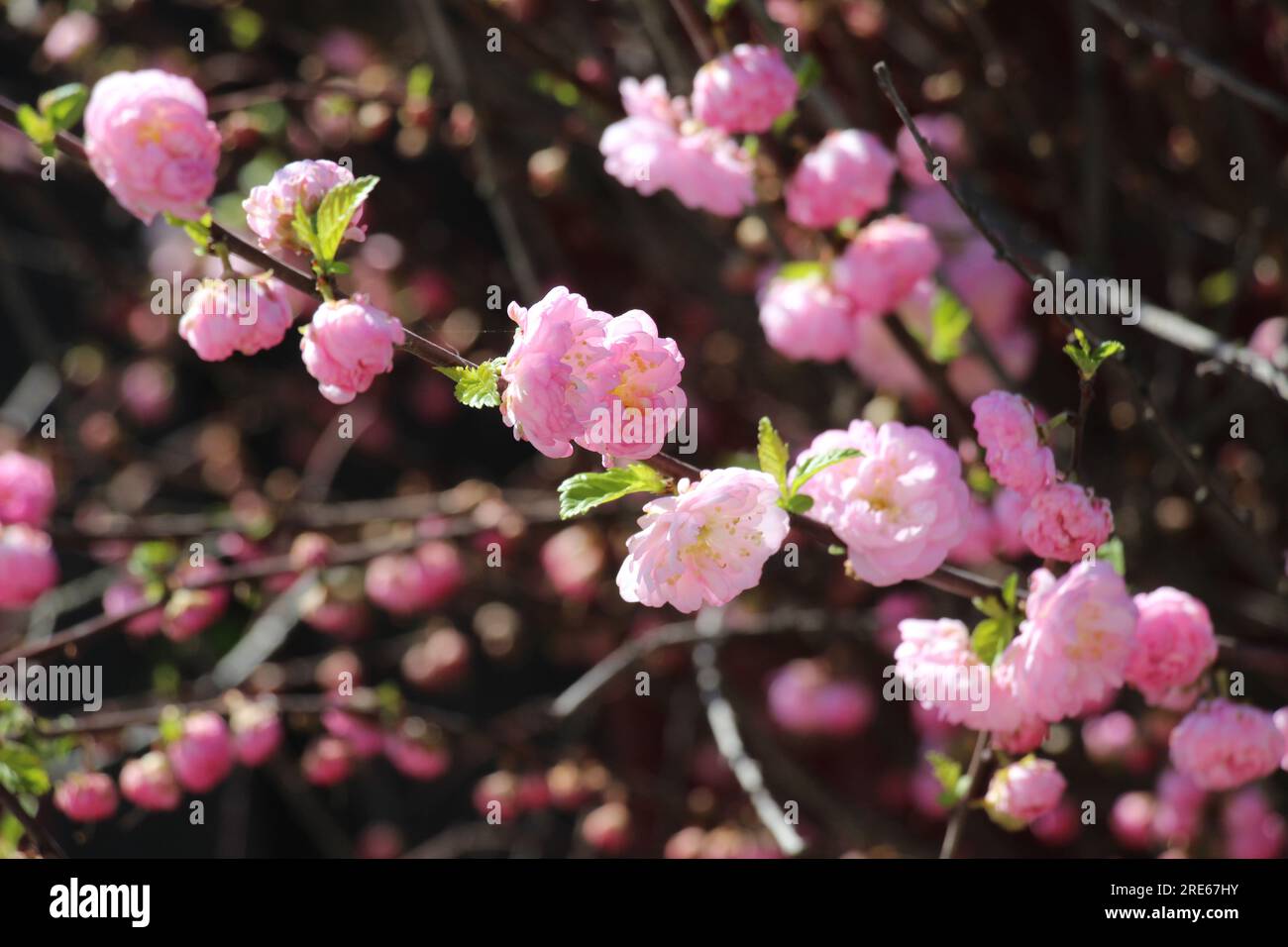 Ornamental plant three-lobed almond (Prunus triloba) blooms in the garden Stock Photo