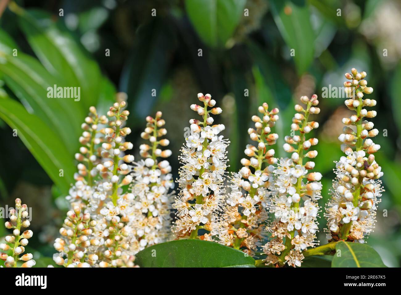 Flowering cherry laurel, Prunus laurocerasus, in spring Stock Photo Alamy