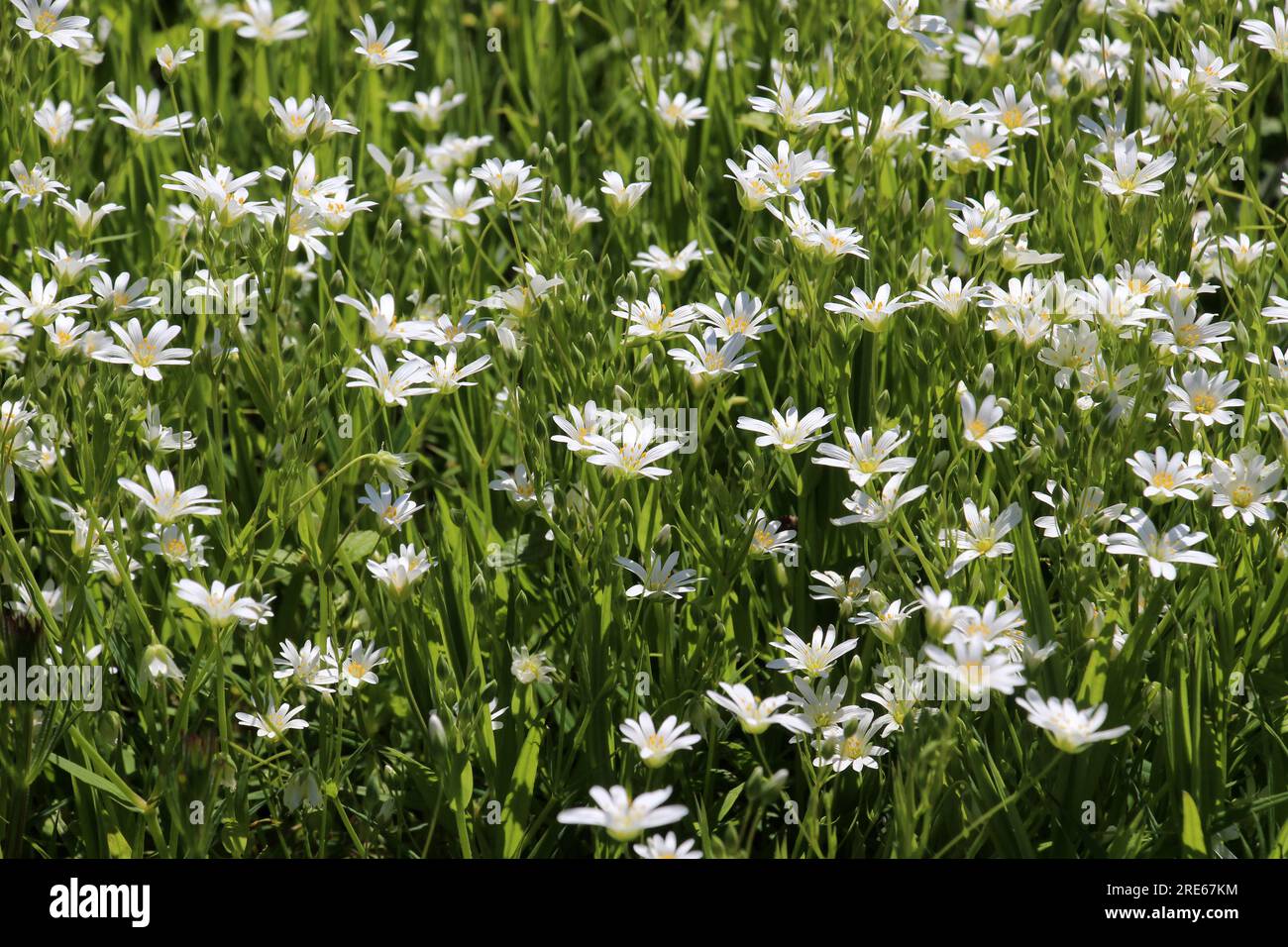 Stitchwort wild spring flower hi-res stock photography and images - Alamy