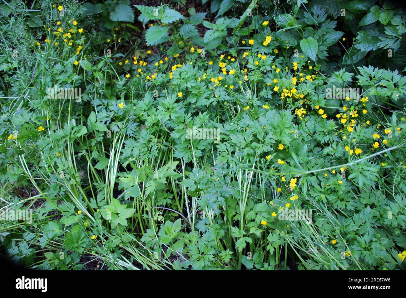 Creeping buttercup (Ranunculus repens) grows among grasses in the wild Stock Photo